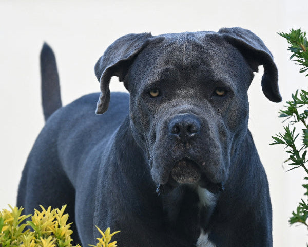 cane corso personality