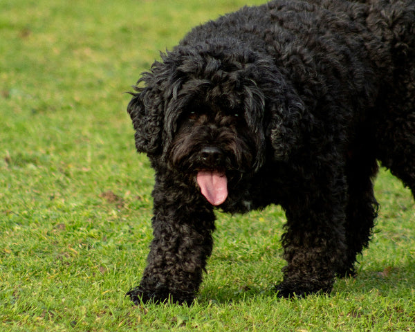 Black coloured Cavoodle