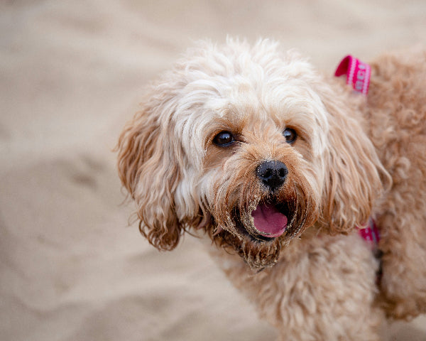Cream coloured Cavoodle