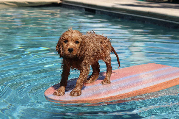 Cavoodle swimming