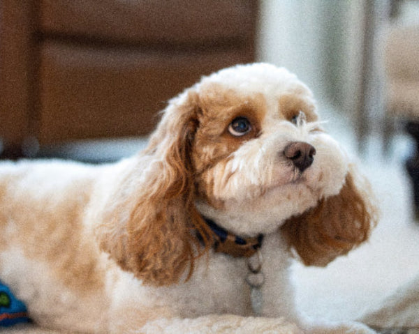 Bi-colour Cavoodle