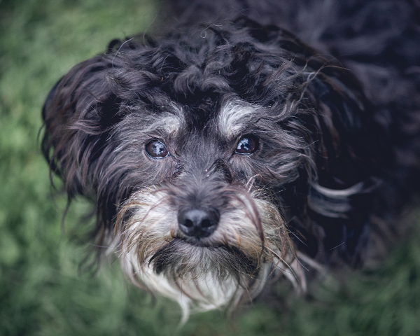 Phantom Cavoodle