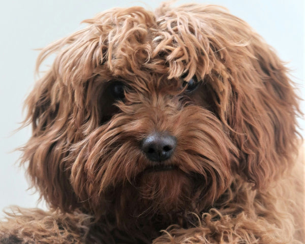 Solid coloured Cavoodle