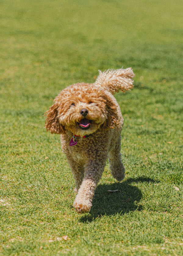Happy Cavoodle running