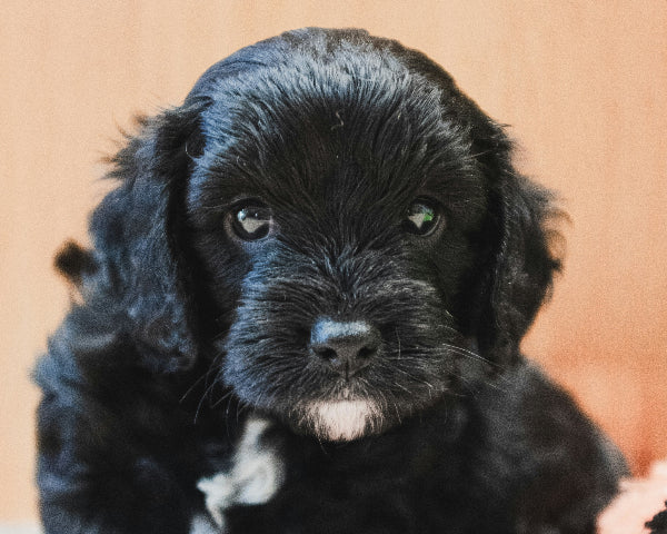 Tuxedo Cavoodle
