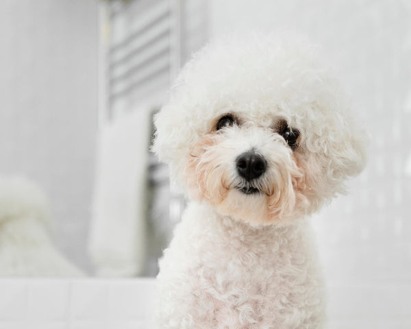White Cavoodle