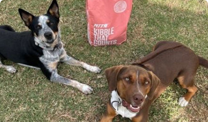 Two dogs lying in ground next to Petzyo's Kibble