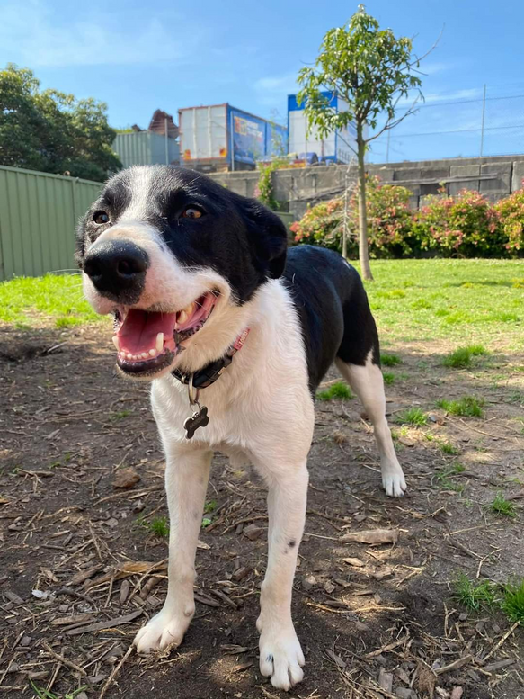 Dog with a black and white fur.