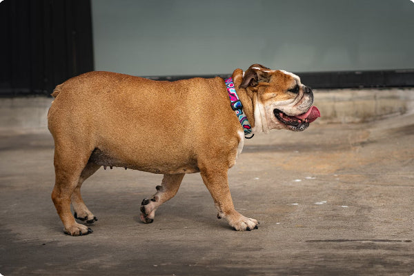 English bulldog