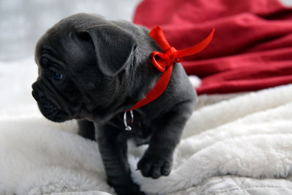 Blue French bulldog