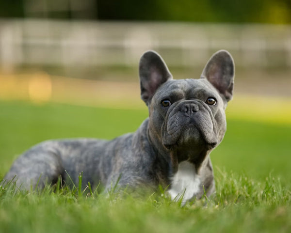 Brindle french bulldog sitting in a lawn