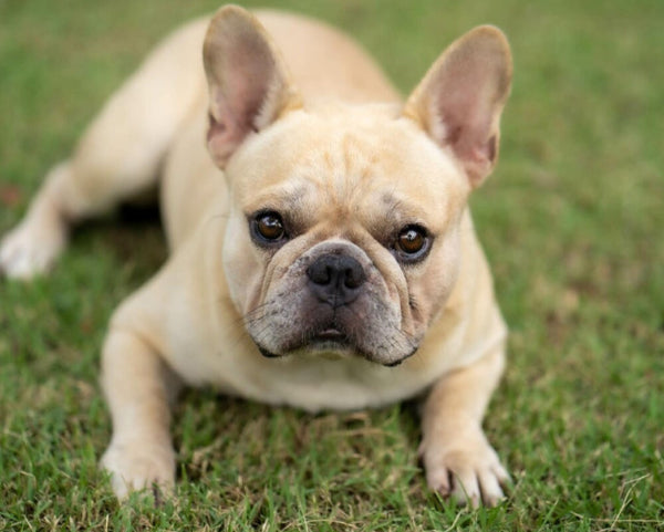 Cream coloured French bulldog
