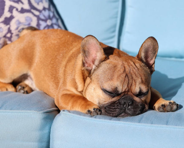 Fawn French bulldog sleeping on blue couch