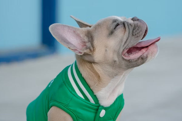 Isabella French bulldog