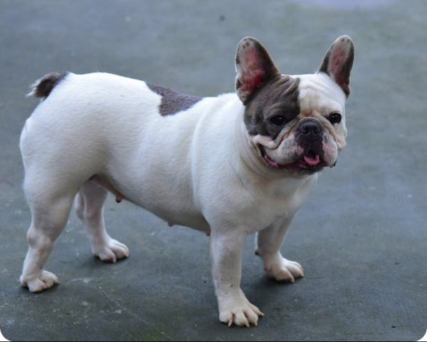 Pied french bulldog