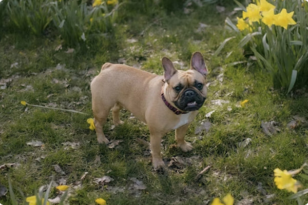 French bulldog