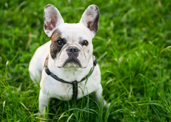 French bulldog sitting of grass