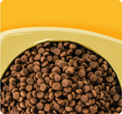 Close-up of a dog food bowl filled with kibbles