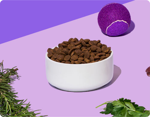 A bowl full of kibble in a purple background