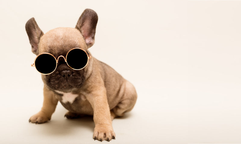 french bulldog puppy wearing sunglasses.