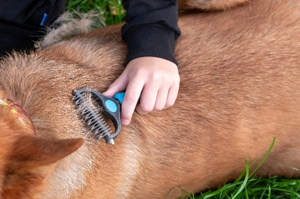 grooming a brown coated dog