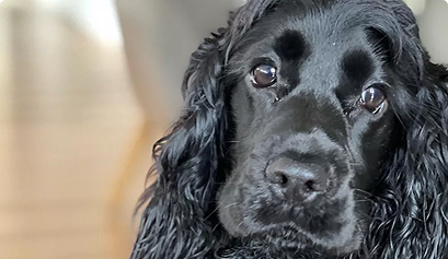 Superb quality, my dog loves