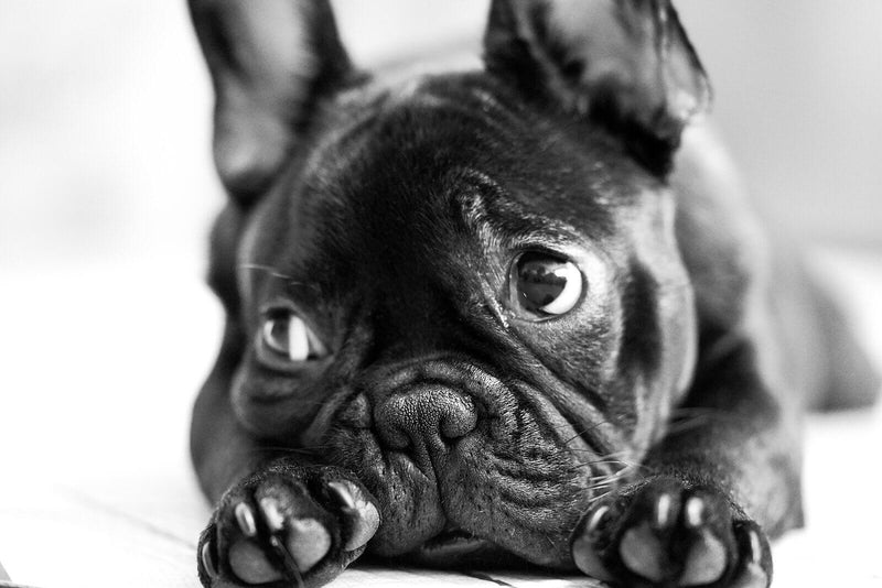 origin of french bulldog