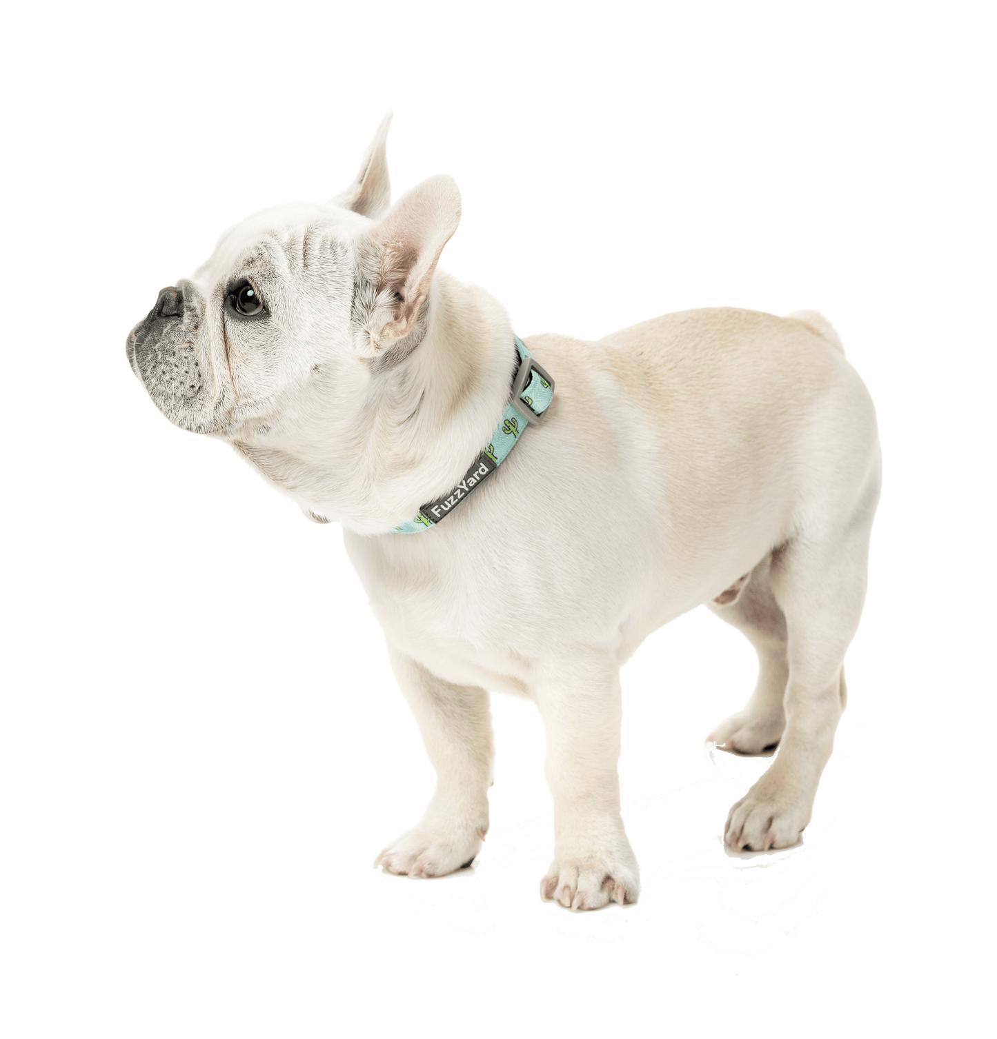 White dog wearing Fuzzyard's Dog Collar