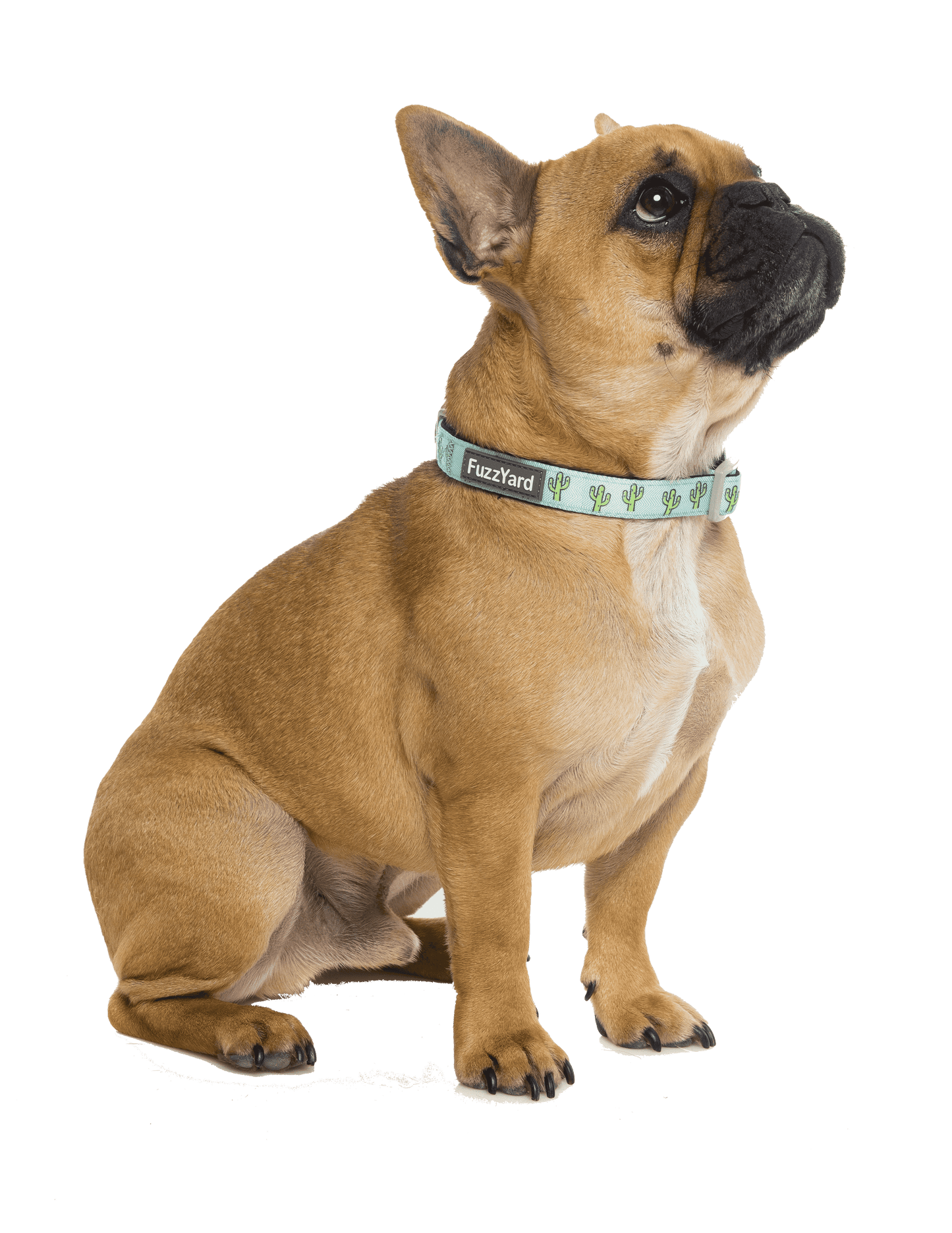 Brown dog wearing Fuzzyard's Dog Collar