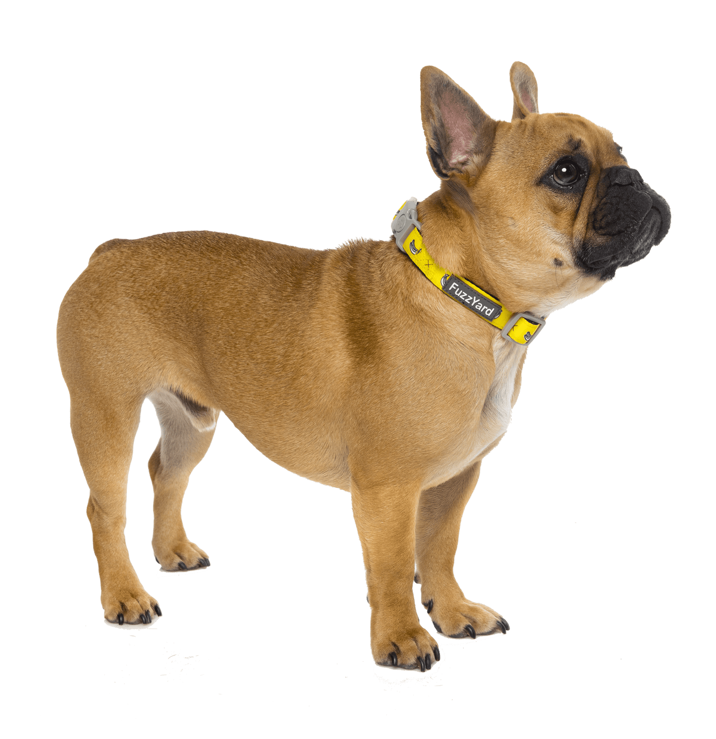 Fuzzyard Dog Collar - Monkey Mania - Multiple Sizes - Petzyo