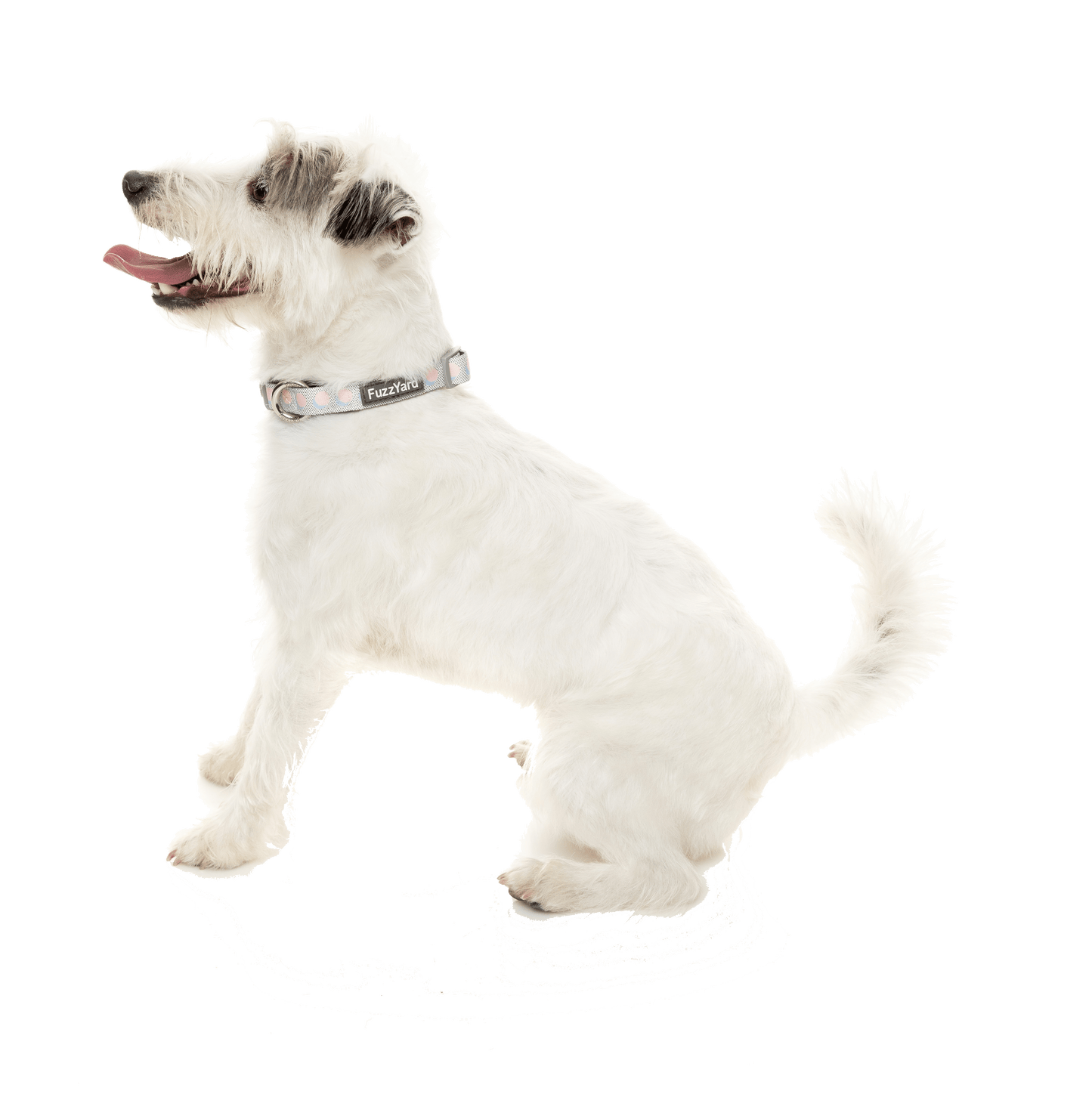 Fuzzyard Dog Collar - Dippin’ - Multiple Sizes - Petzyo