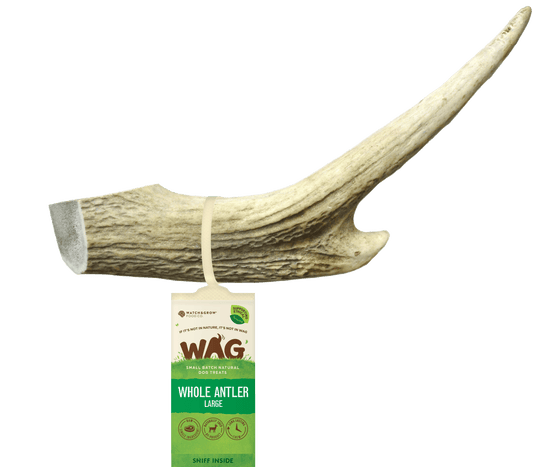 Get Wag - White Antler Horn for Dog's Teeth - Large Size
