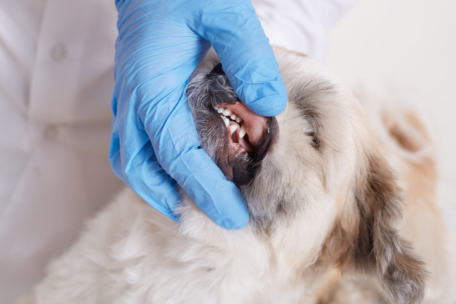 Dog dental care and fresh breath