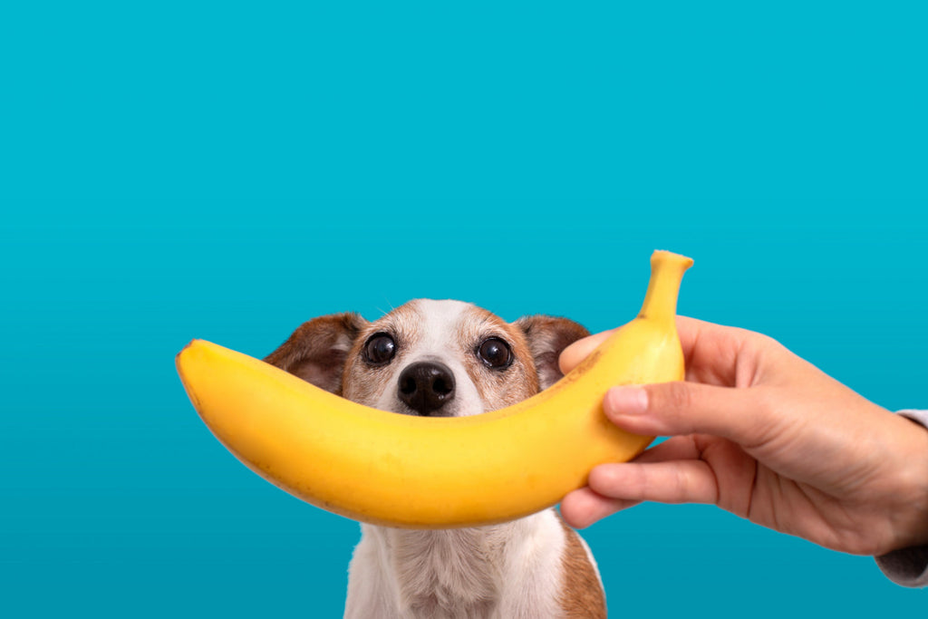 Can Dogs Eat Bananas? Everything Aussie Dog Owners Should Know