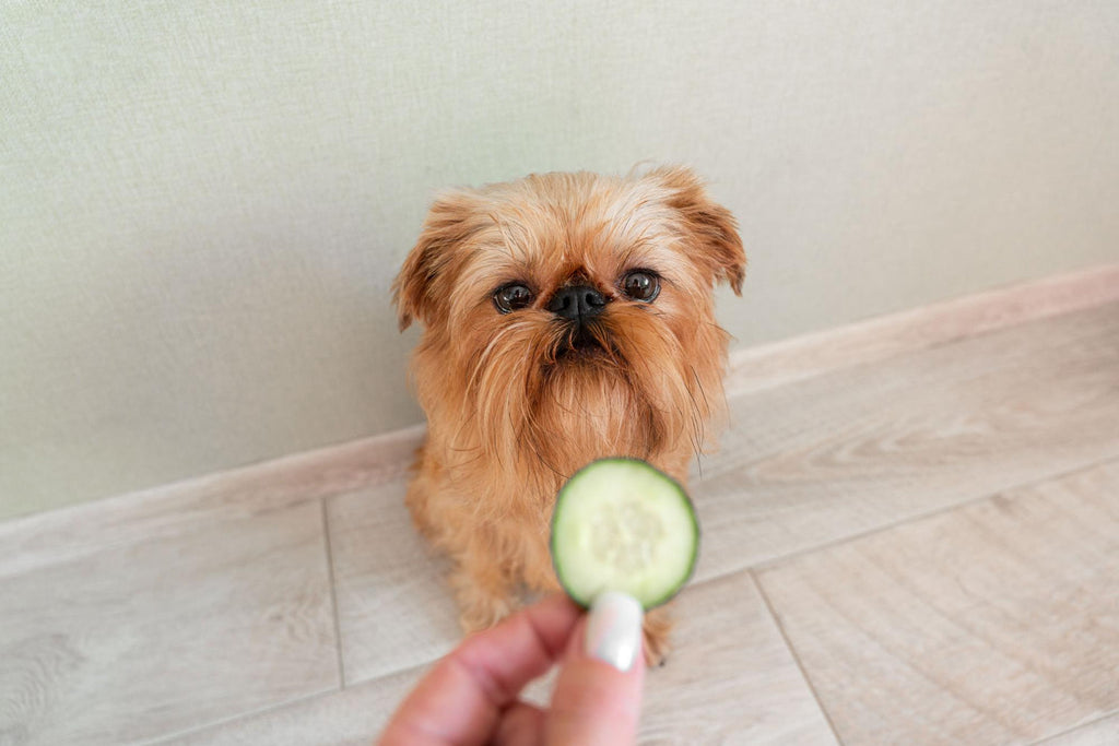 Can Dogs Eat Cucumber? Benefits, Risks, and Feeding Tips