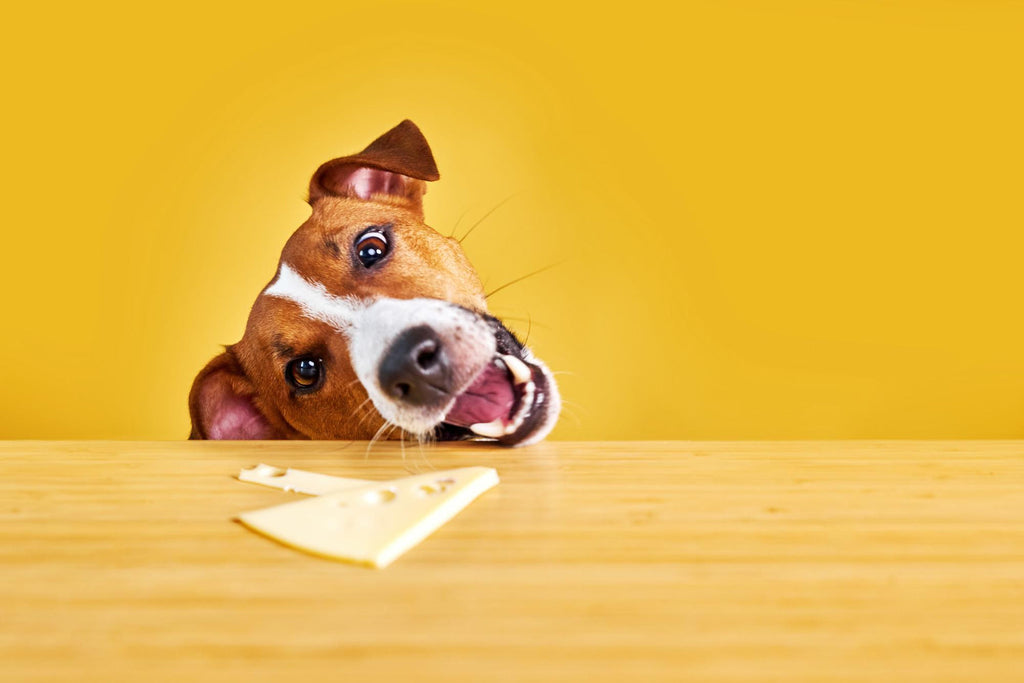 Can Dogs Eat Cheese? A Pet Owner’s Guide to Safe Snacking