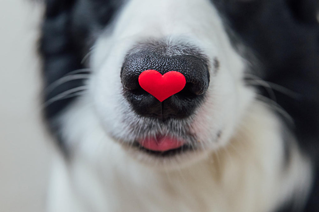 Help! My dog’s nose is dry!