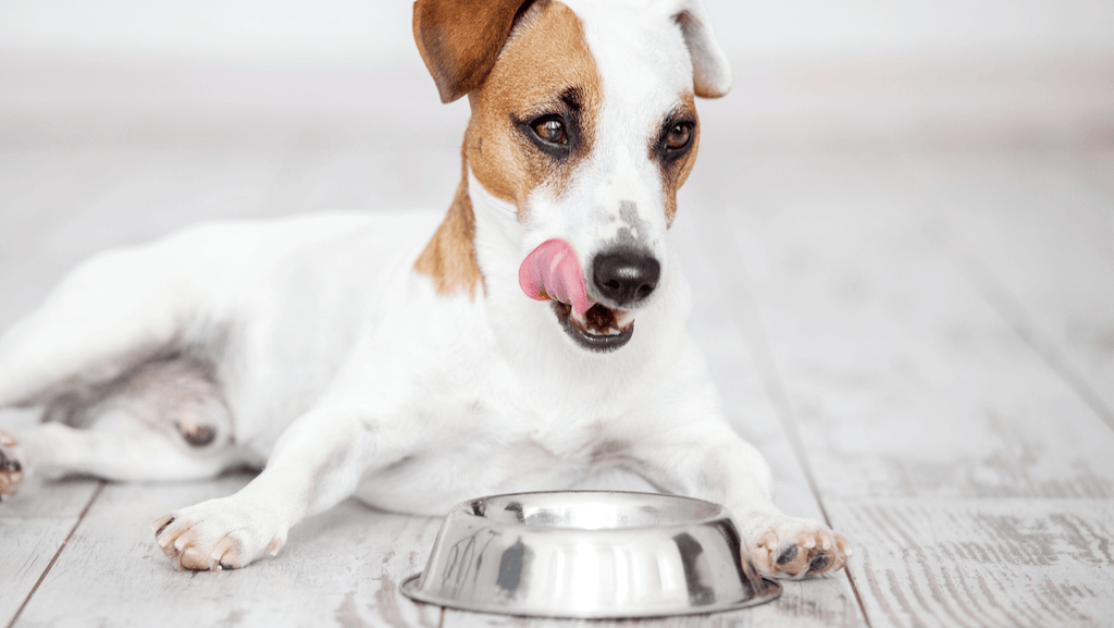 The Benefits of Using a Dog Food Calculator for Your Pet's Diet