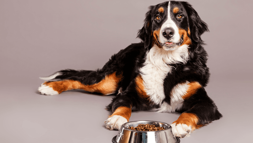 The Science Behind Dog Food Calculators: How They Ensure a Balanced Diet?