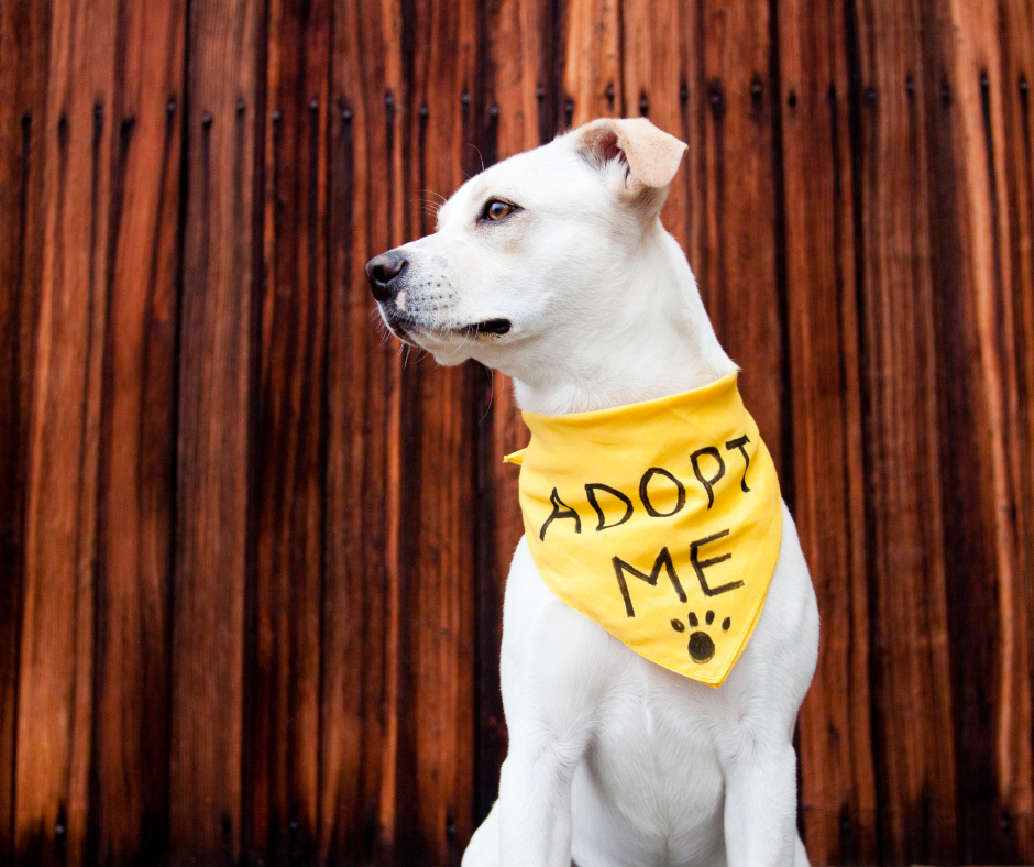 Old Dog, New Home: What to Know When Adopting an Adult Dog
