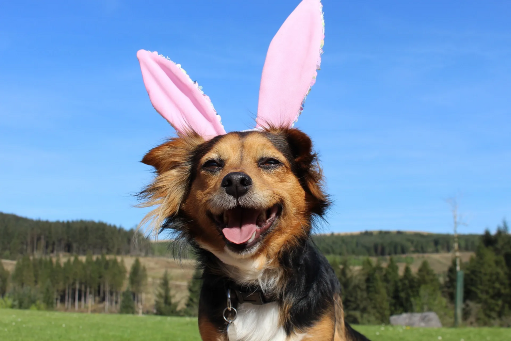 Tips for a Safe and Dog Friendly Easter