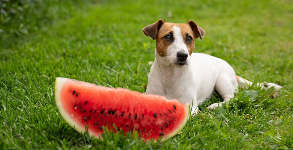 Can Dogs Eat Watermelon? A Vet-Approved Guide for Aussie Pet Owners