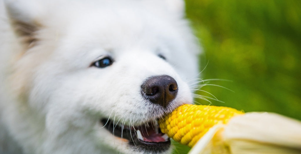 Can Dogs Eat Corn? A Complete Guide to Benefits, Risks, and Safety