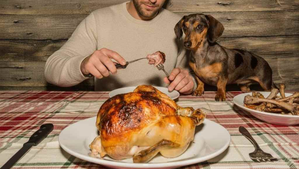 Can Dogs Eat Turkey? Safe Feeding Guide for Your Dog