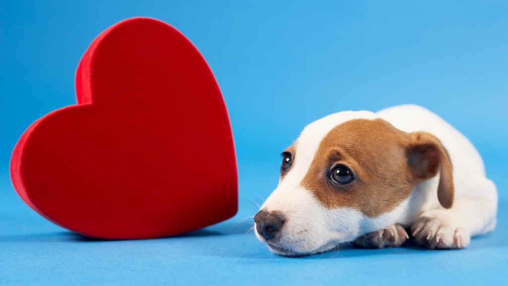 What Is Dilated Cardiomyopathy (DCM) in Dogs?