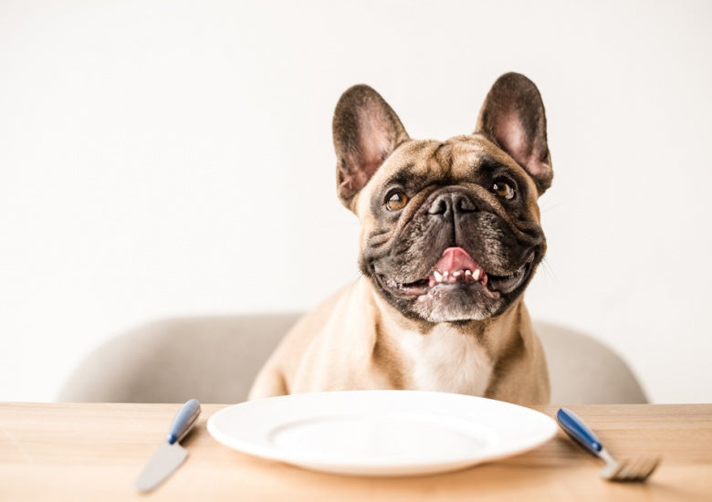 Best Dog Food - A Selection Guide