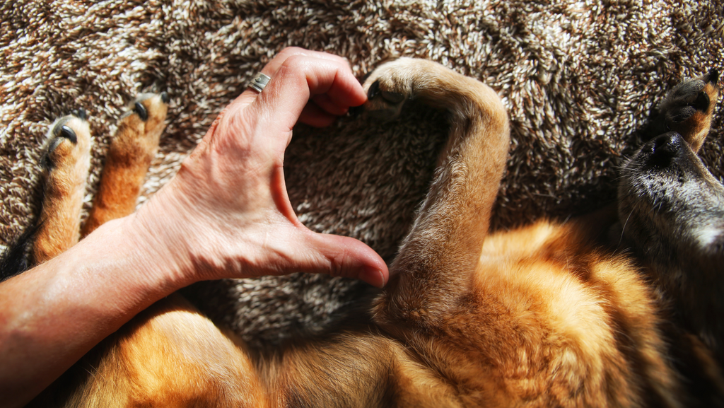 Does Your Dog Really Love You?