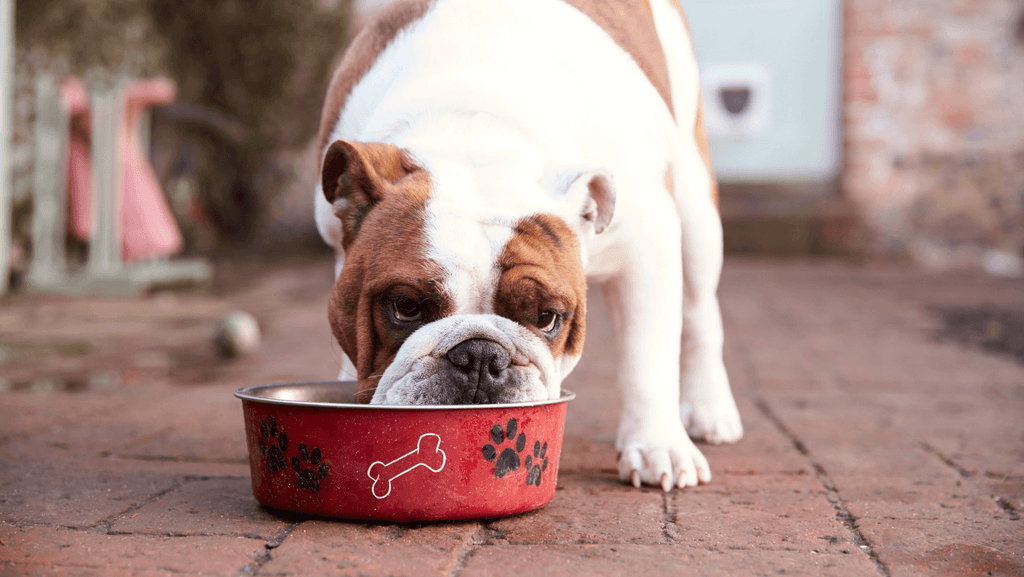 How Much Should a Dog Eat: The Importance of Portion Control in Feeding Your Dog