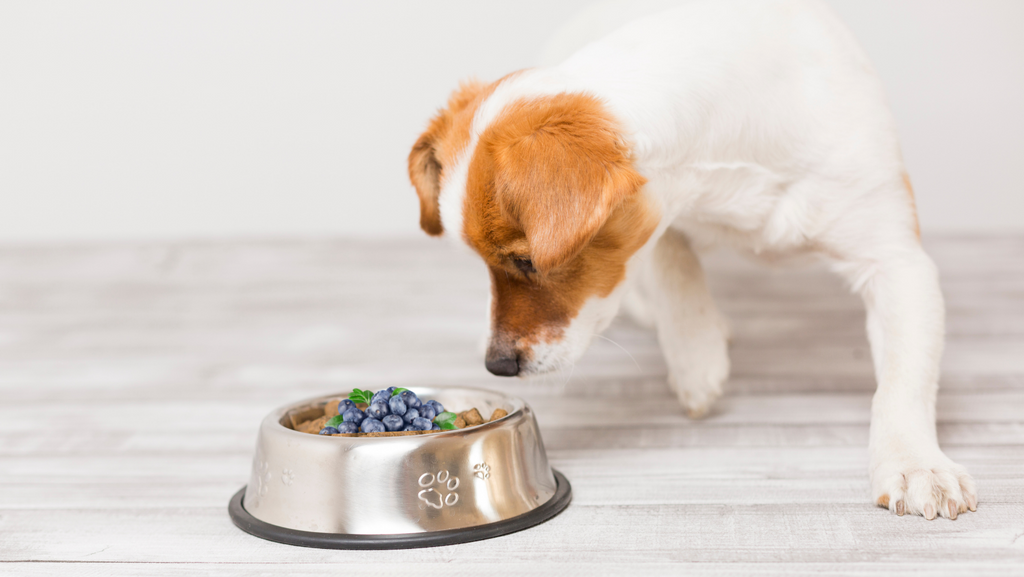 10 Easy Homemade Dog Food Toppers to Make Your Dog's Dinner Fun