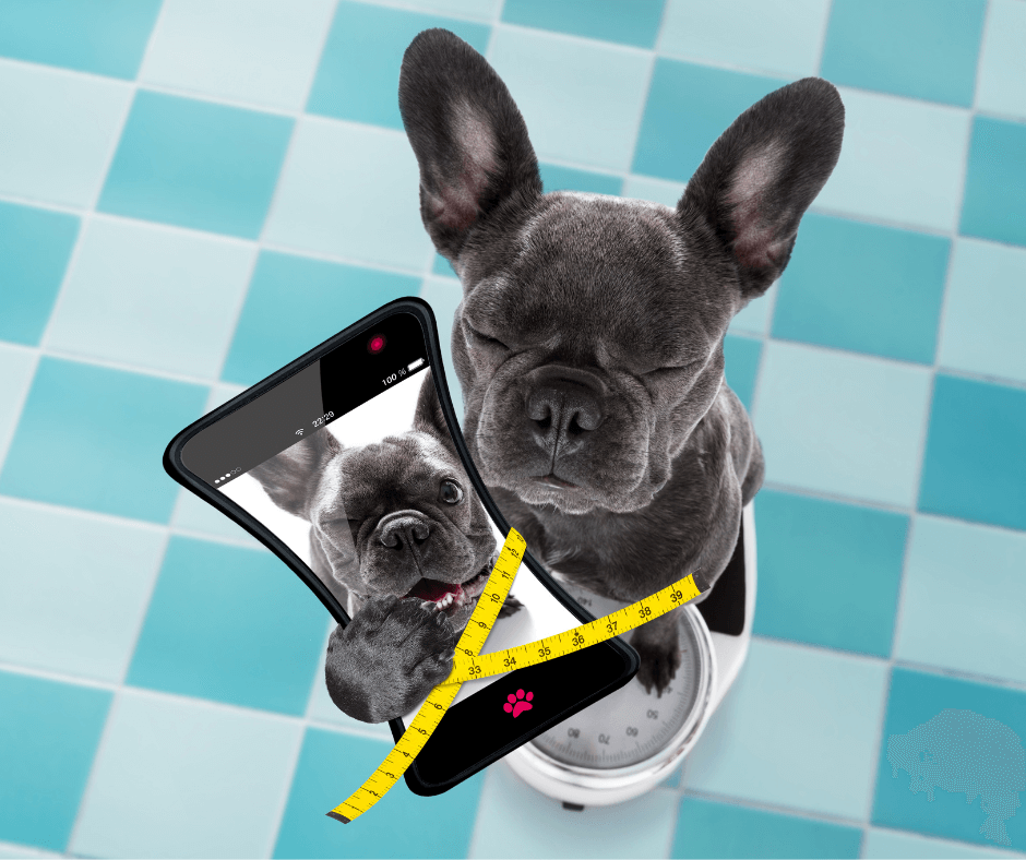 Why Calorie Counting Matters for Your Dog's Health and Wellbeing?